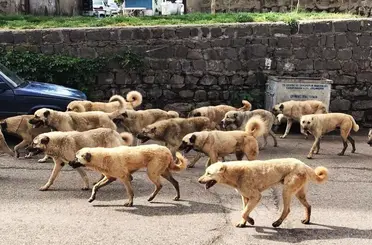 Bakan Çiftçi duyurdu: Sokak hayvanlarıyla ilgili süreç tamamlandı