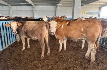 Konya’da hayvan pazarında satışlara geçici yasak